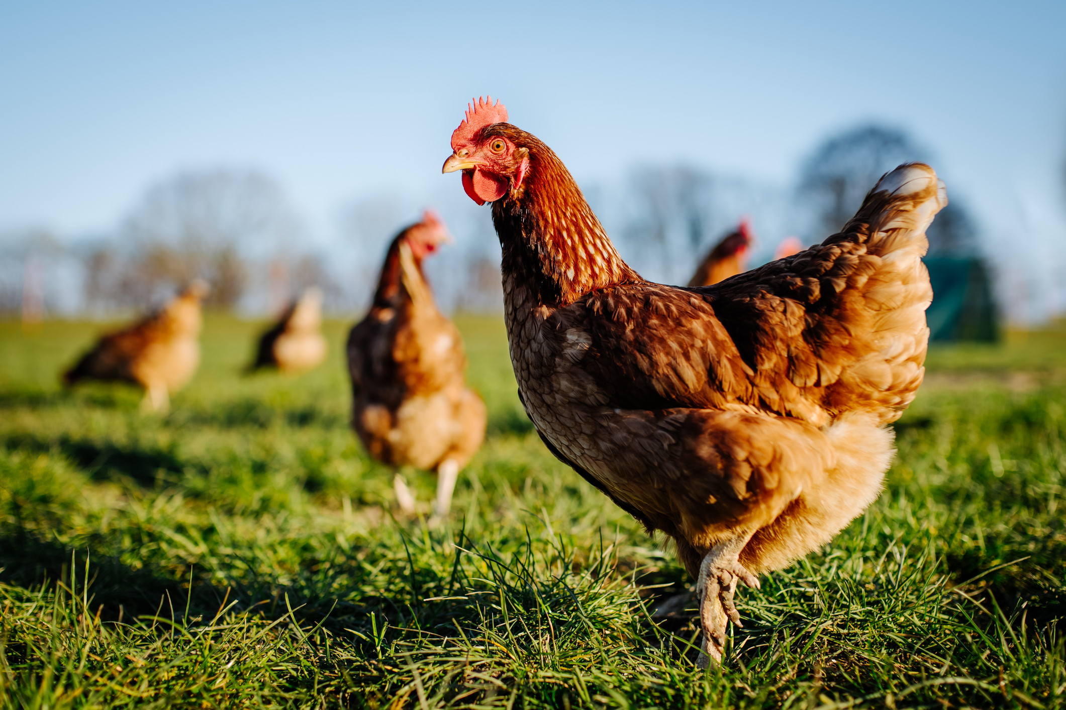 Broiler Chicken Farming UK: Investment Opportunities, Costs, and How to Start a Poultry Farm